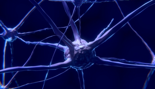 뉴런 내에서 물질운반을 담당하는 운동단백질인 타우단백질이 변형되면서 뇌세포 손상에 기여하는 것으로 알려졌다.