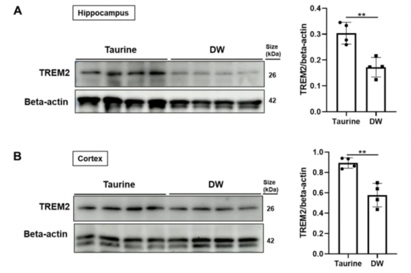 뇌 조직에서 TREM2에 대한 타우린 치료 효과 / Taurine reduces microglia activation in the brain of aged senescence-accelerated mice by increasing the level of TREM2