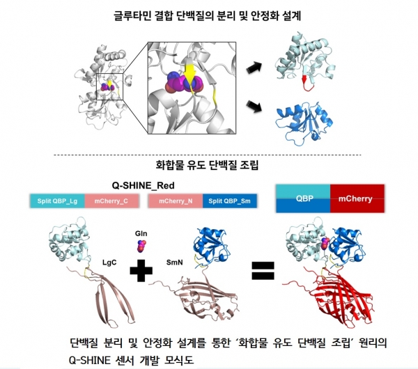 글루타민 결합 단백질의 분리 및 안정화 설계